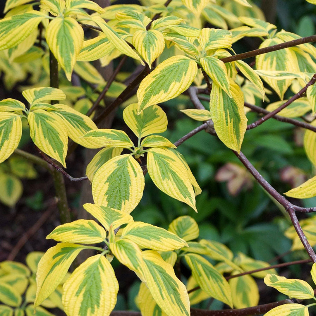 Golden Centered Leaves with Irregular Dark Green Margins