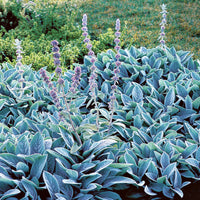Silver Carpet Lamb's Ear