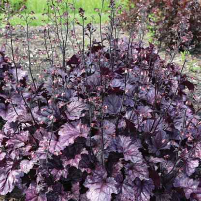 Heuchera Blackout