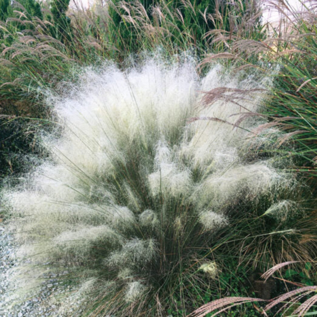 White Cloud Muhly Grass