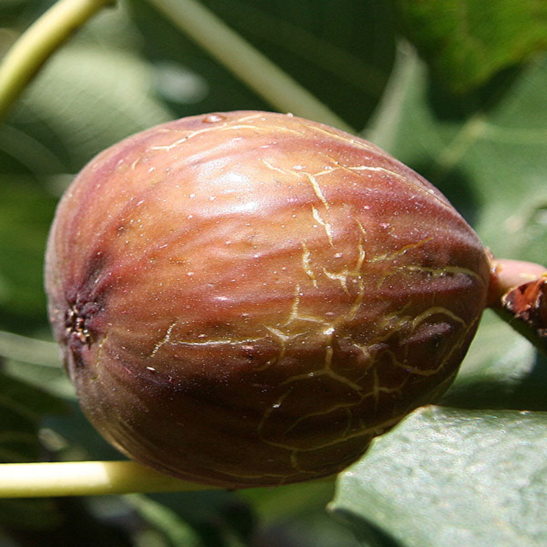Magnolia Fig Tree - Nutritious Medium To Large Fig