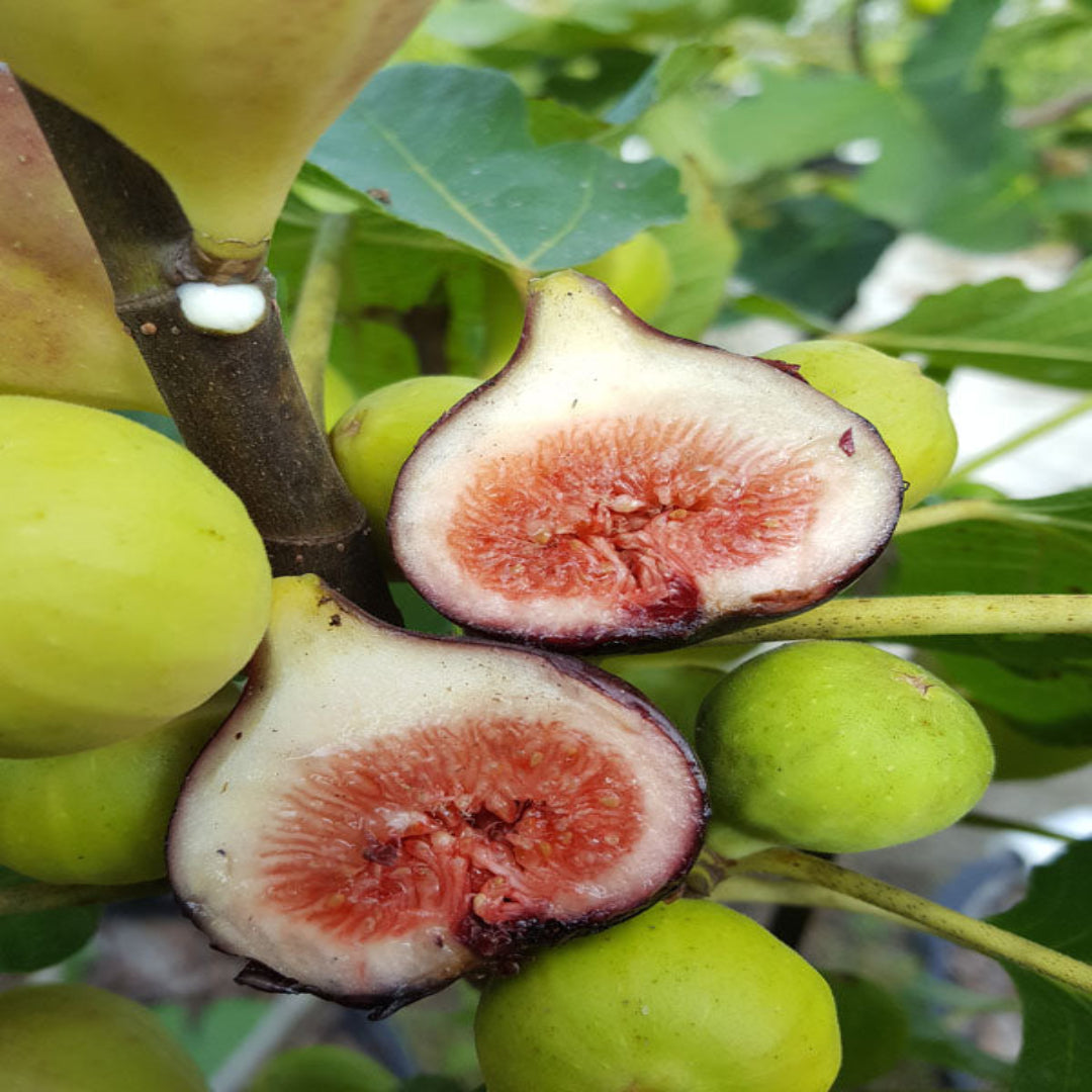 Magnolia Fig Tree - Nutritious Medium To Large Fig