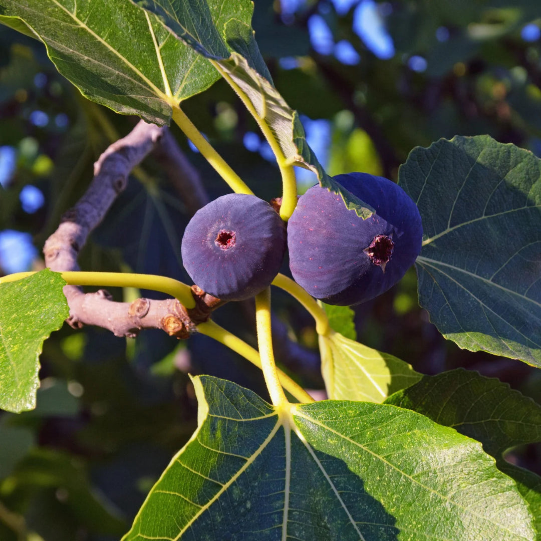 Lousiana Purple Fig