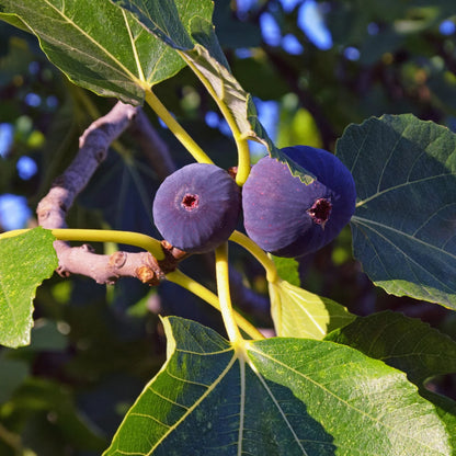 Lousiana Purple Fig