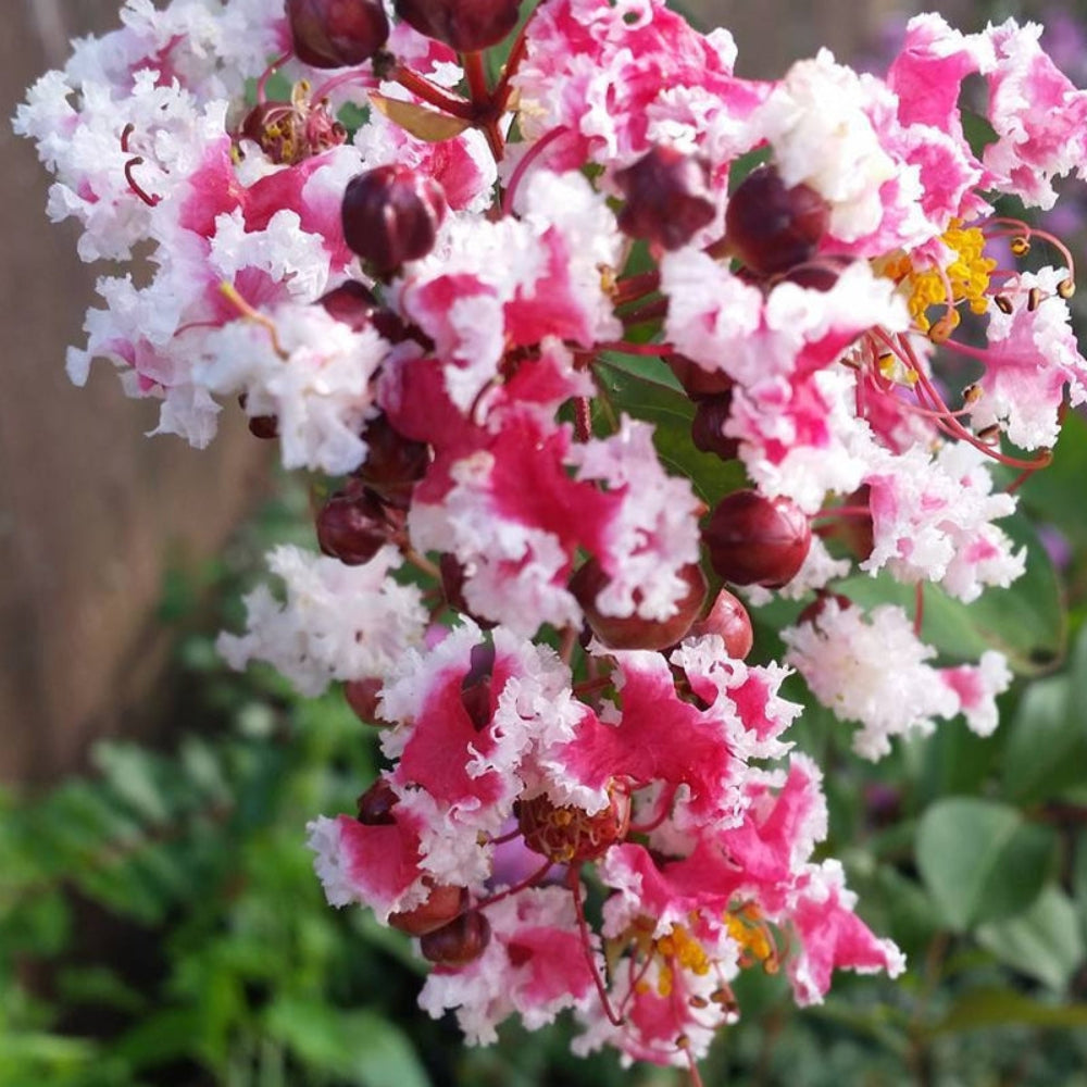 Peppermint Crape Myrtle