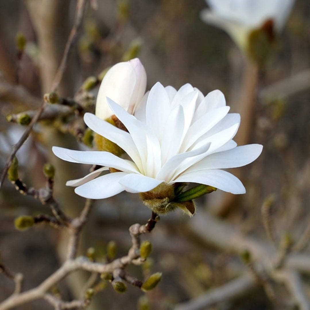 Royal Star Magnolia, Elegance and Beauty,