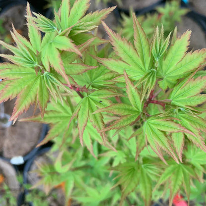 Peve Starfish Multicolor Japanese Maple