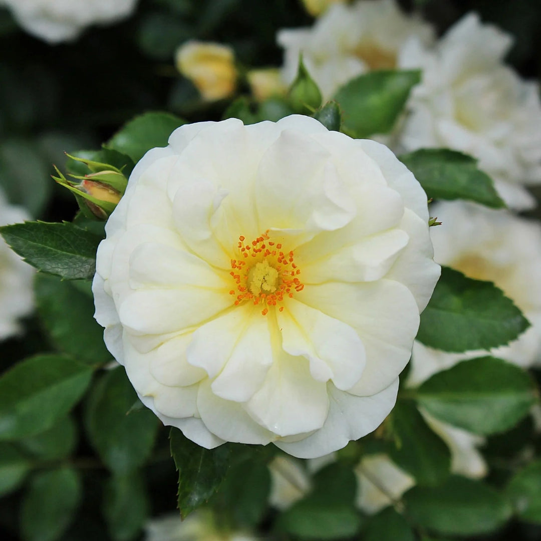 Popcorn At Roses Popcorn Drift Rose Online Yellow White Groundcover Roses for Sale