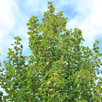 Acer rubrum 'Fairview Flame'