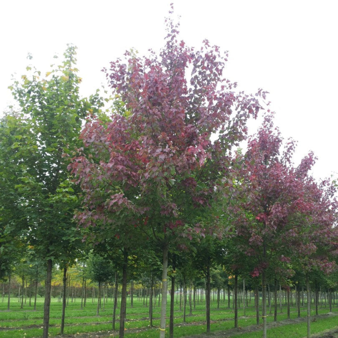 Acer rubrum &