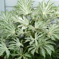 Fatsia Japonica Foliage Plant