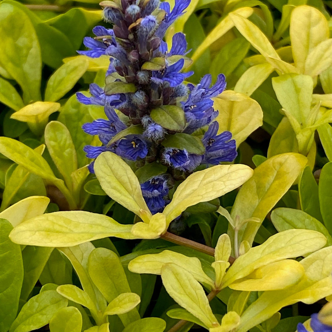Ajuga Feathered Friends™ Cordial Canary - [EG]