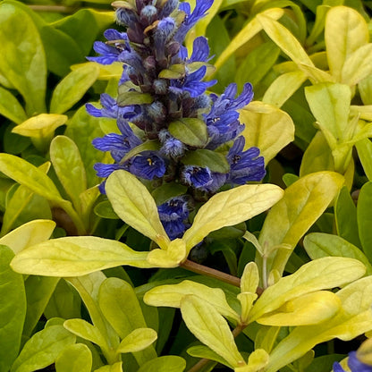 Ajuga Feathered Friends™ Cordial Canary - [EG]