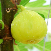 White Marsellias Fig Tree - Cold hardy