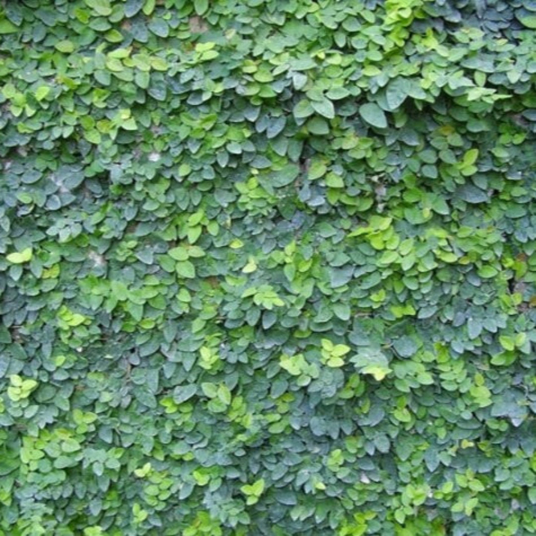 Creeping Fig evergreen foliage close up