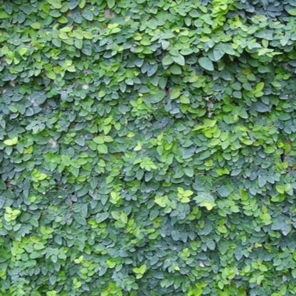 Creeping Fig evergreen foliage close up