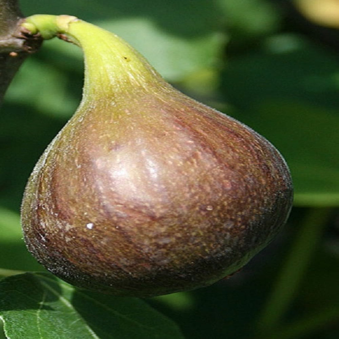 Magnolia Fig Tree - Nutritious Medium To Large Fig