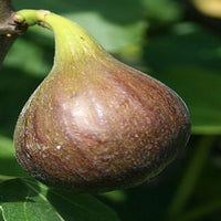 Magnolia fig fruit tree variety with fresh harvest ready to eat