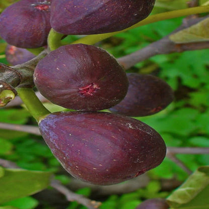 Growing Texas Everbearing Fig Tree ready for harvest