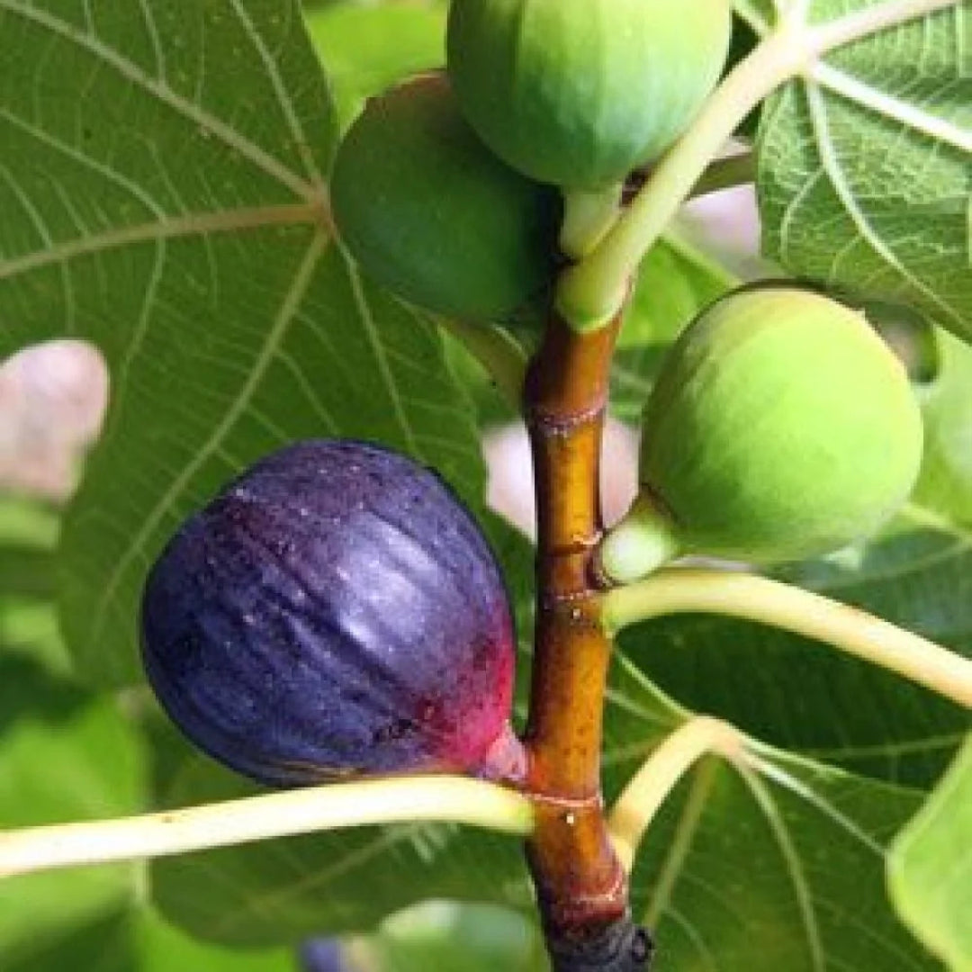 Bordeaux Fig Tree