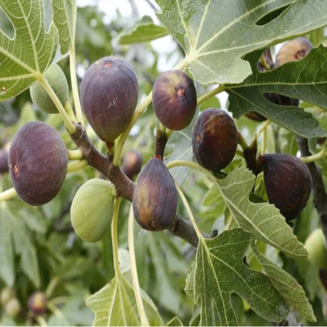 Texas Everbearing Fig Tree