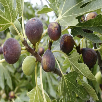 Texas Everbearing Fig Tree