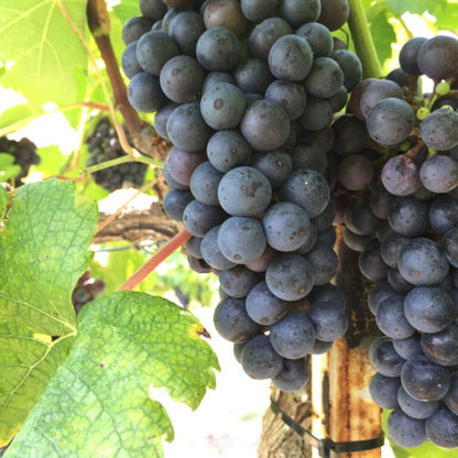 Black Spanish Grape Vine Shrub