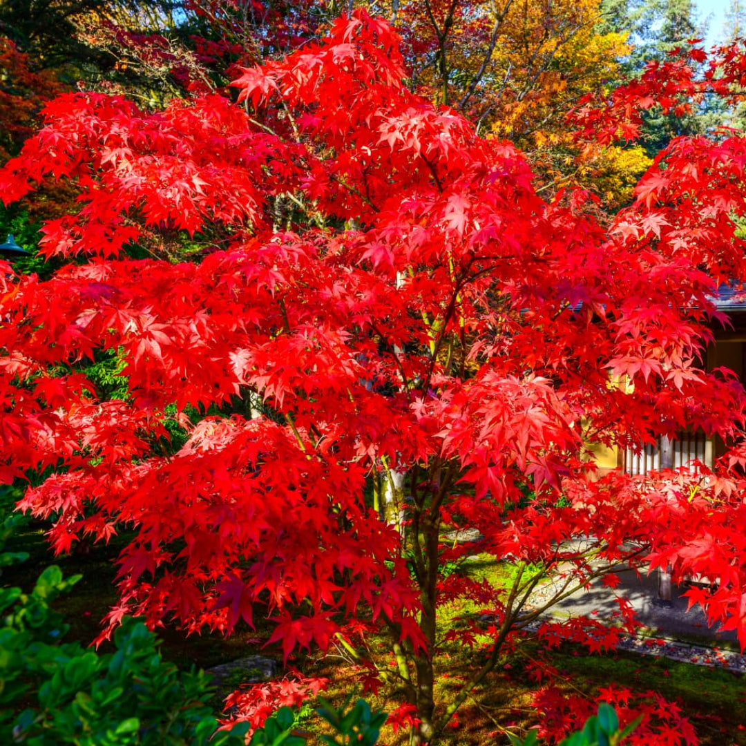 Fireglow Japanese Maple trees used as colorful privacy shrubs