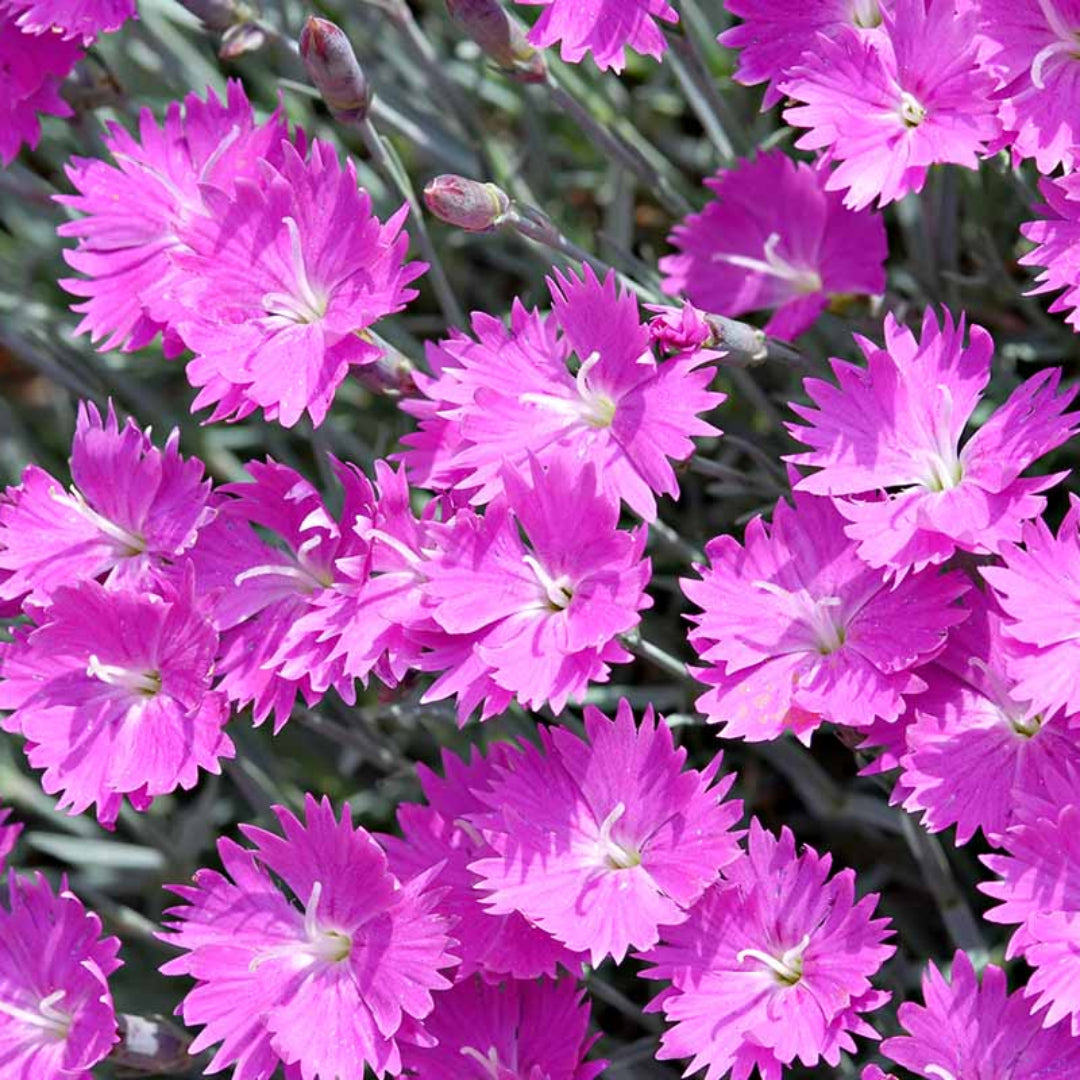 Dianthus Firewitch with bright pink blooms