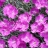 Dianthus Firewitch with bright pink blooms