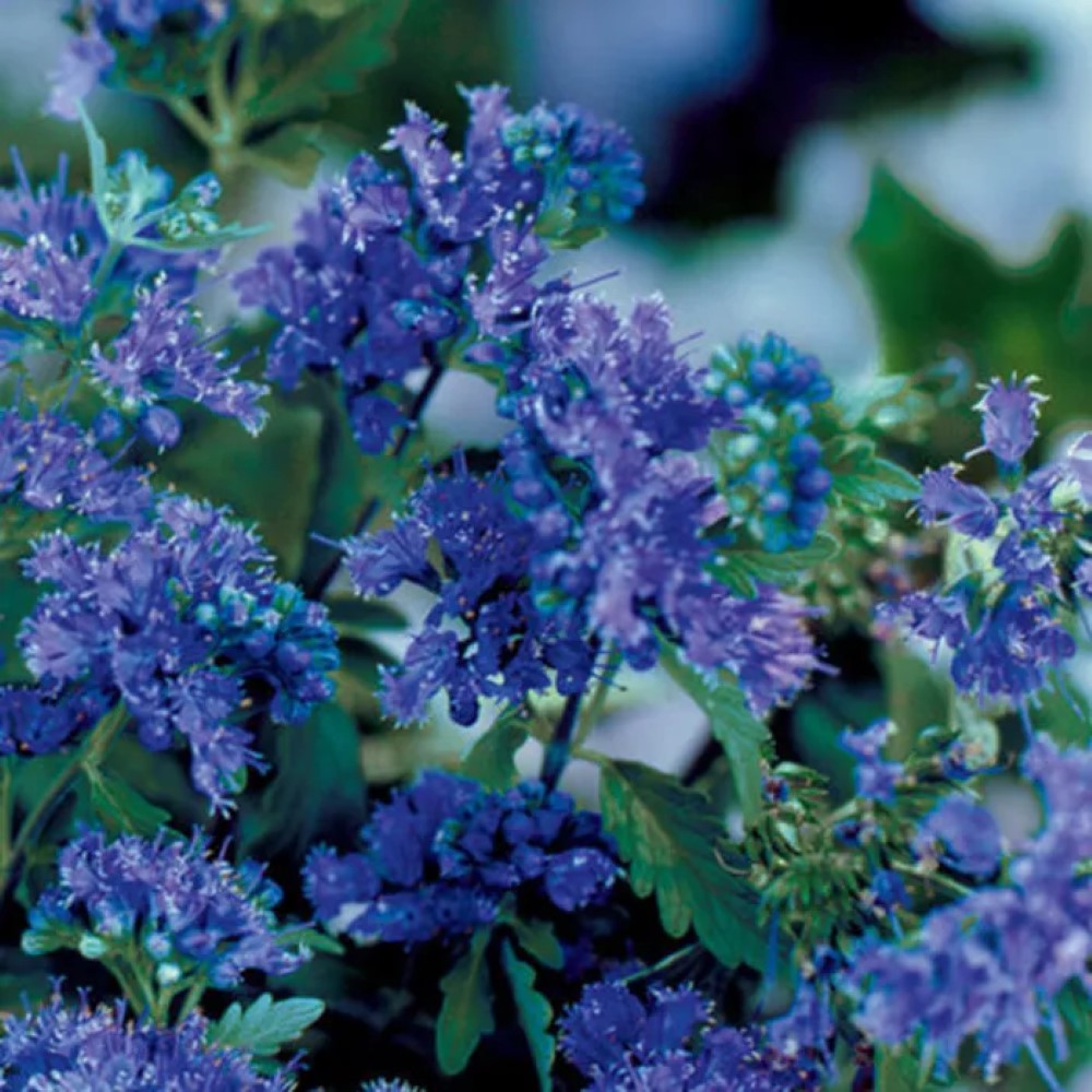 First Choice Caryopteris