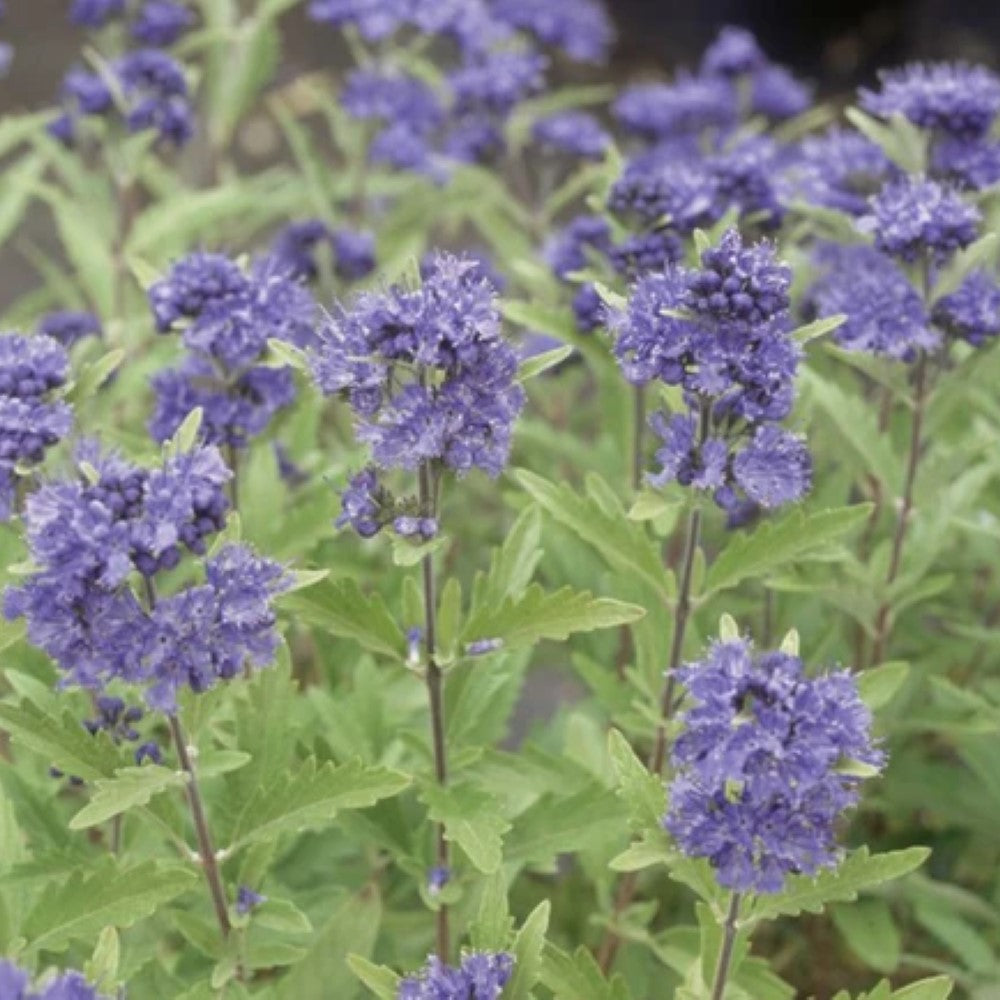 First Choice Caryopteris