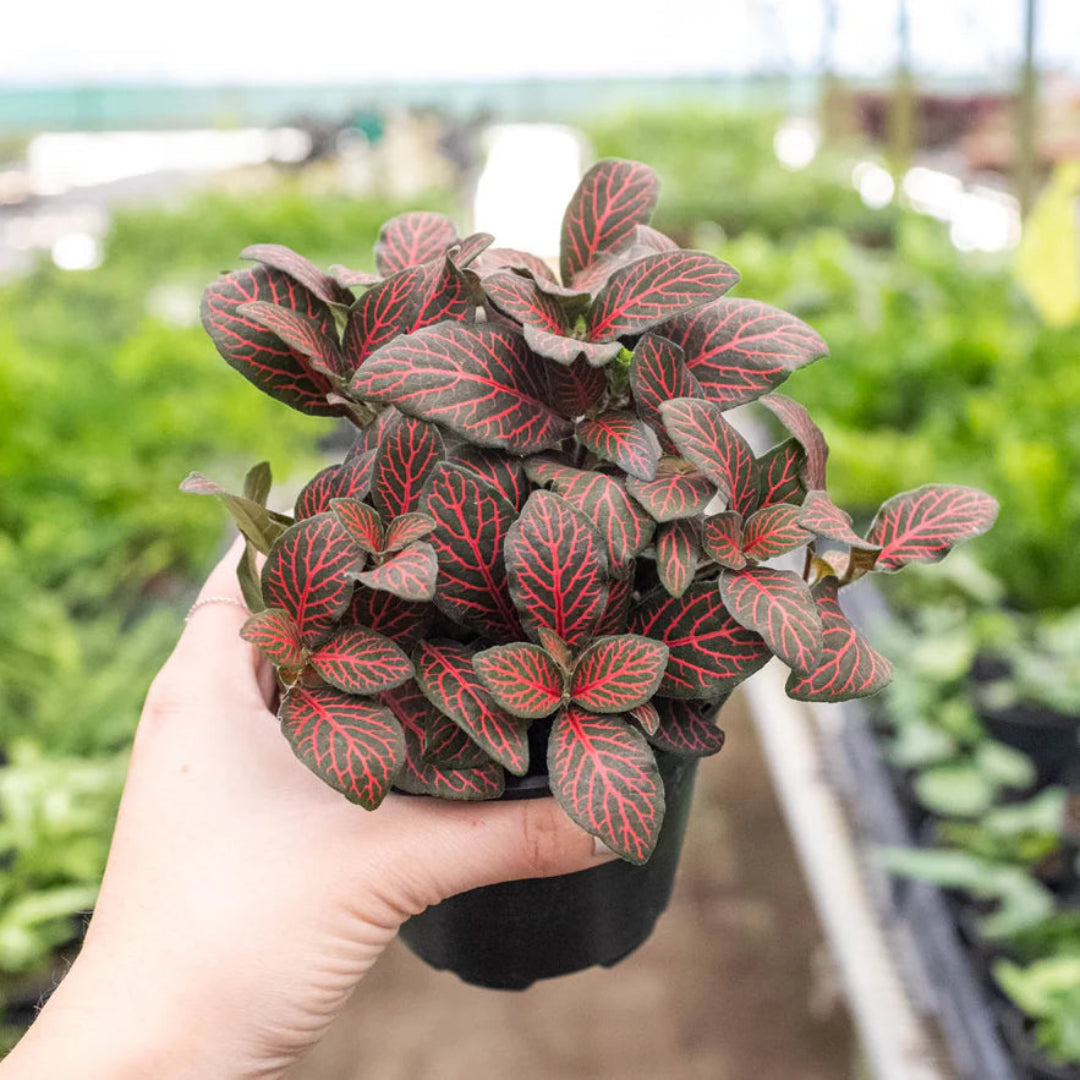 Fittonia albivenis ‘Red’ (Nerve Plant)