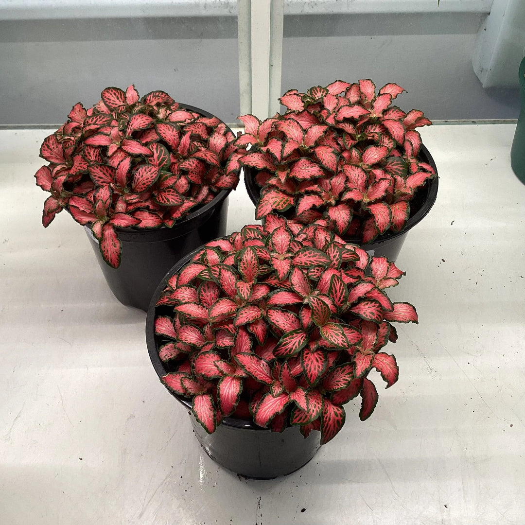 Fittonia albivenis ‘Red’ (Nerve Plant)