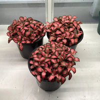 Fittonia albivenis ‘Red’ (Nerve Plant)