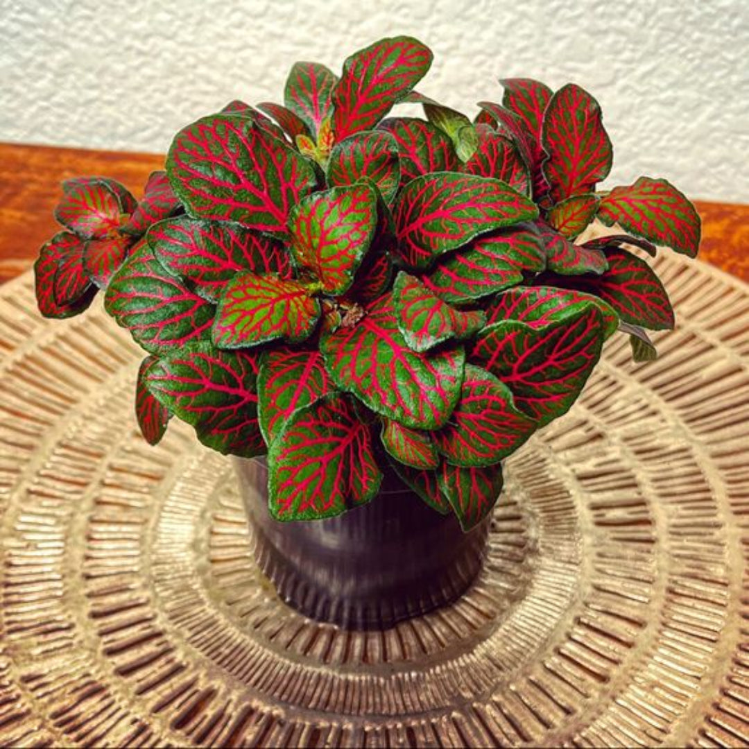 Fittonia albivenis ‘Red’ (Nerve Plant)