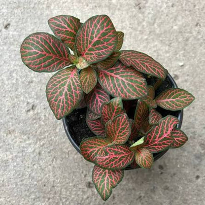 Fittonia albivenis ‘Red’ (Nerve Plant)