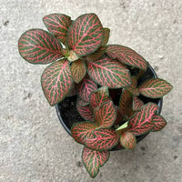 Fittonia albivenis ‘Red’ (Nerve Plant)