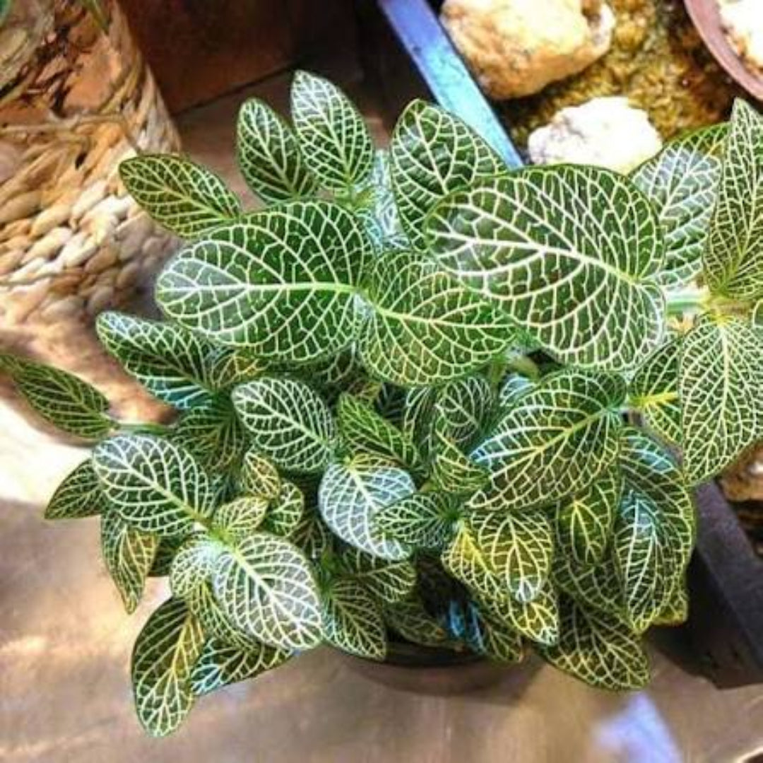 Fittonia albivenis  &