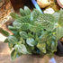 Live fittonia albivenis white nerve plant potted in a decorative indoor planter