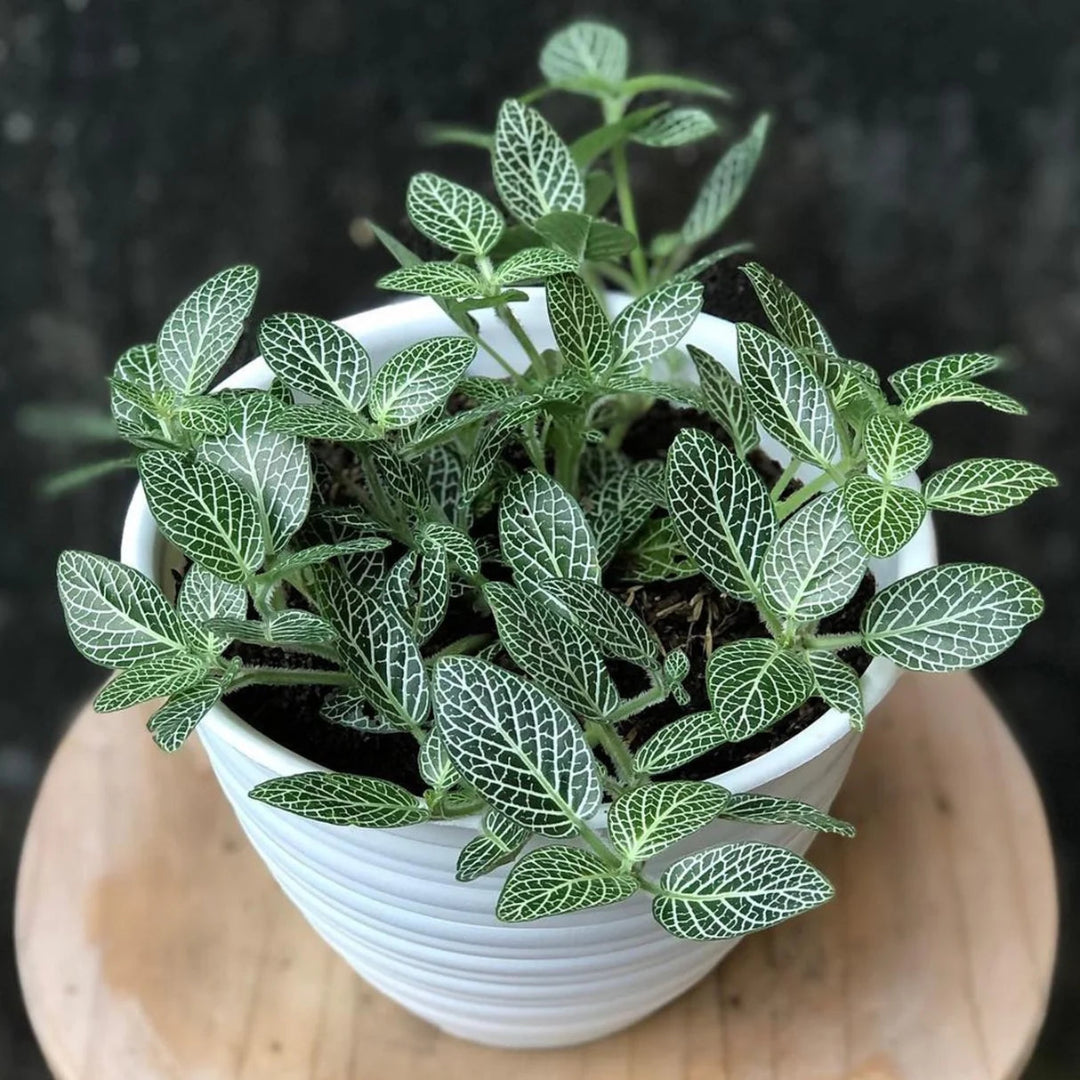 Fittonia albivenis  &