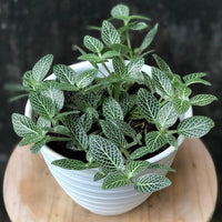 Fittonia albivenis  'White’ (Nerve Plant)