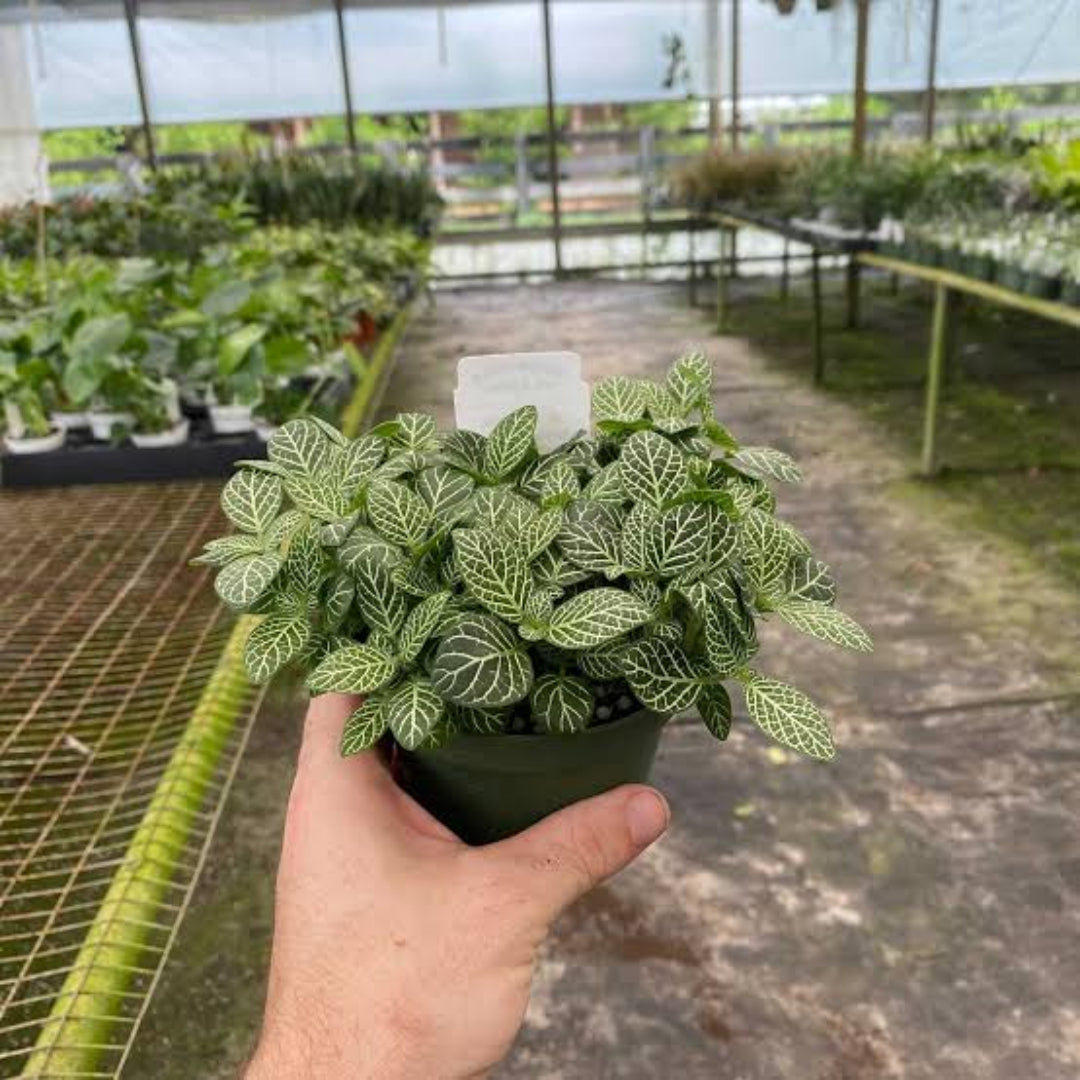 Fittonia albivenis  &