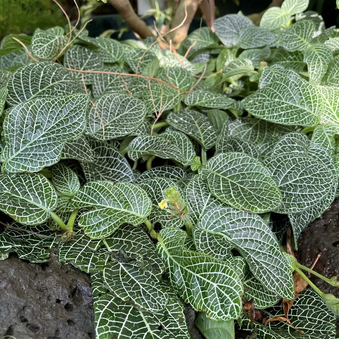 Fittonia white nerve indoor houseplant with vibrant green foliage