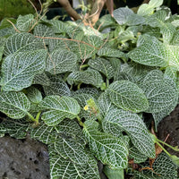 Fittonia albivenis  'White’ (Nerve Plant)