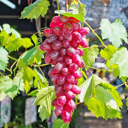 Flame Red Seedless Grape Vine
