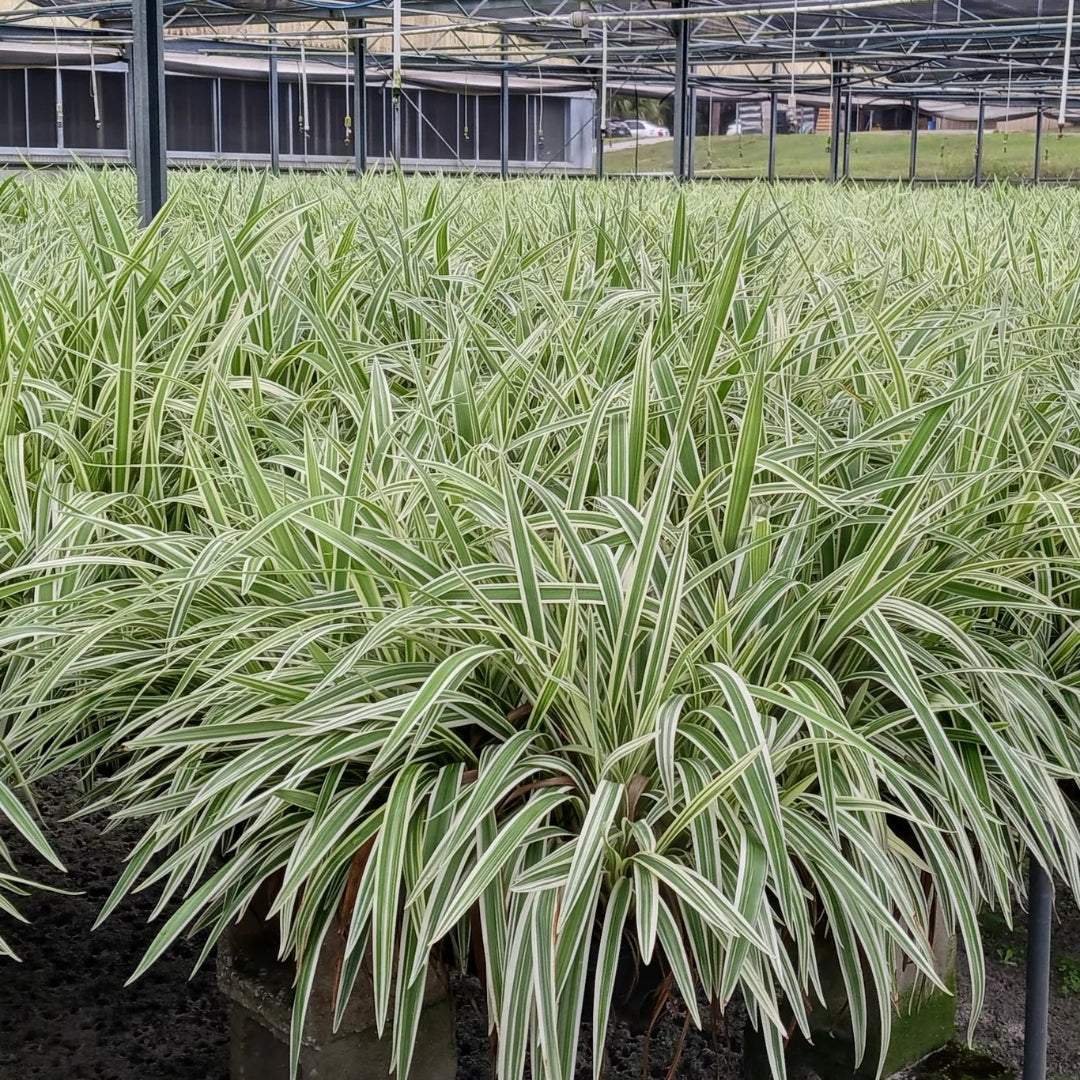 Variegated Flax Lily &