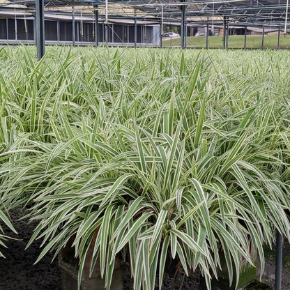 Variegated Flax Lily &