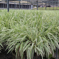 Variegated Flax Lily 'Variegata'