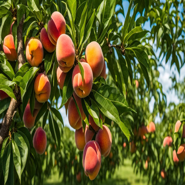 Florida King Peach Tree